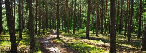 VTT du Sanglier Bullionnais